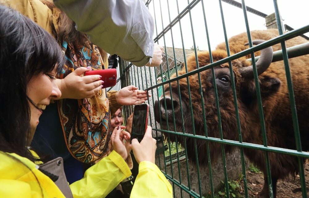 Une population de bisons biélorusses sera créée en Bachkirie Fox News