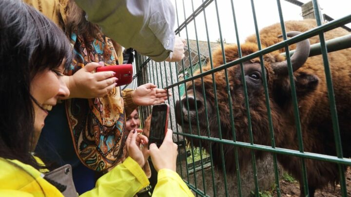 Une population de bisons biélorusses sera créée en Bachkirie Fox News